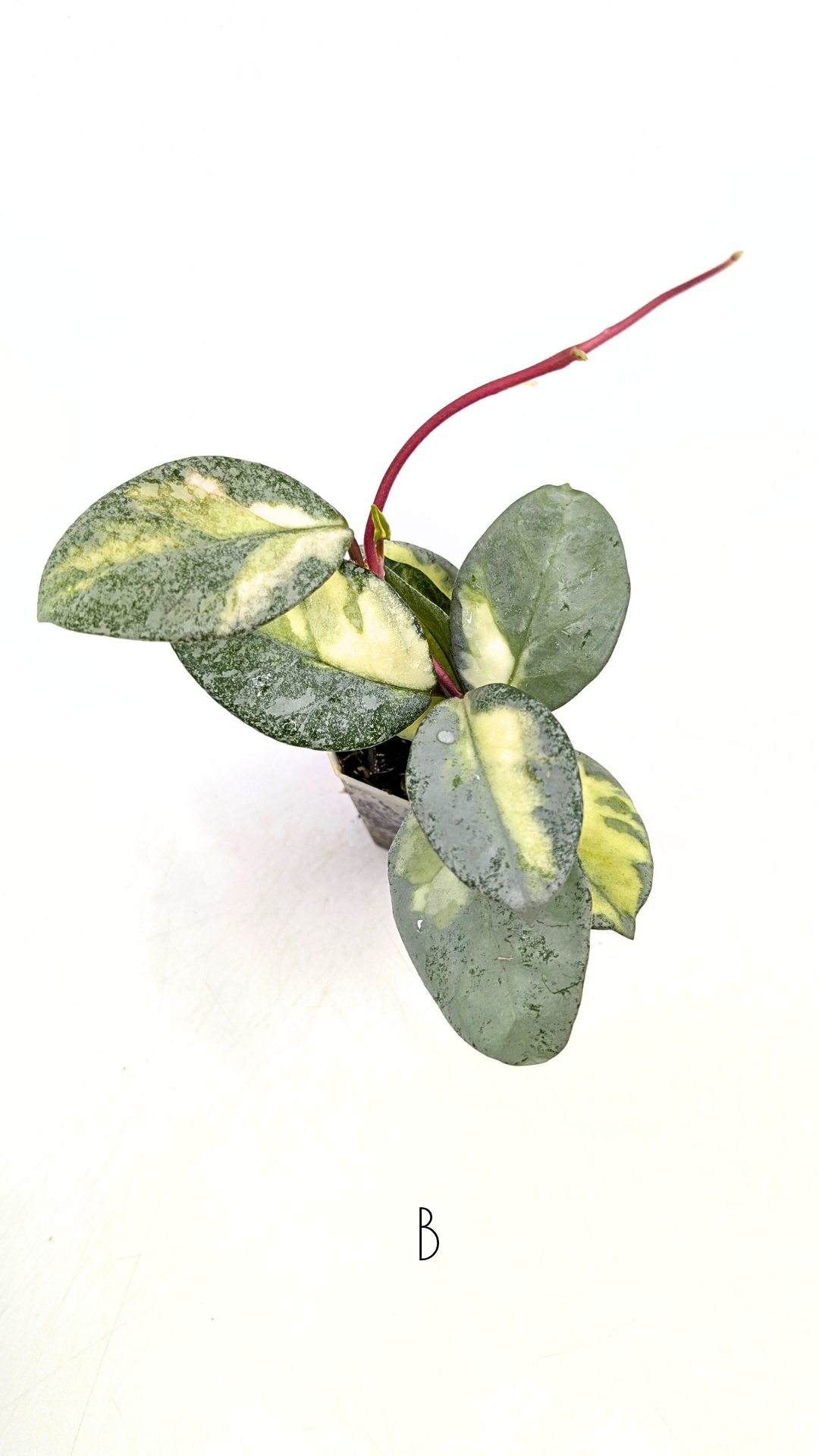 Hoya Argentea Princess — The Leaf Gallery Hoya Argentea Princess — The Leaf Gallery